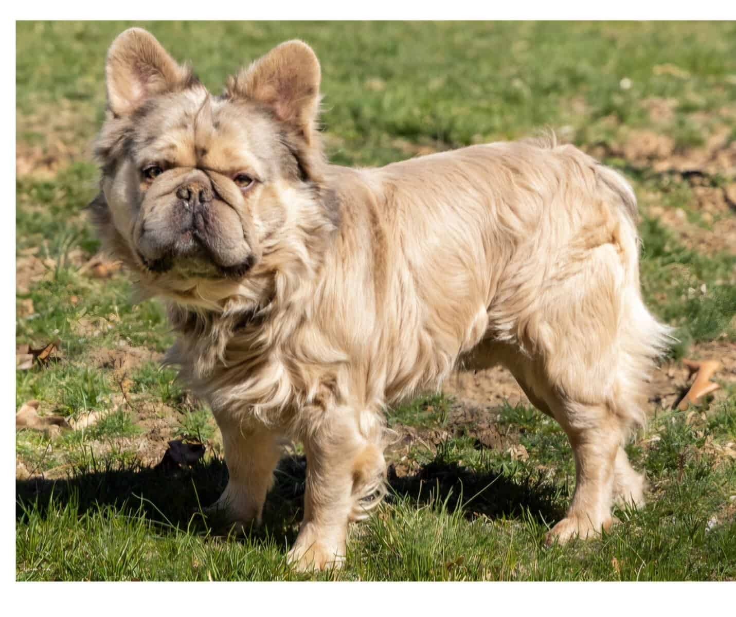 Full Fluffy French bull dog image 17