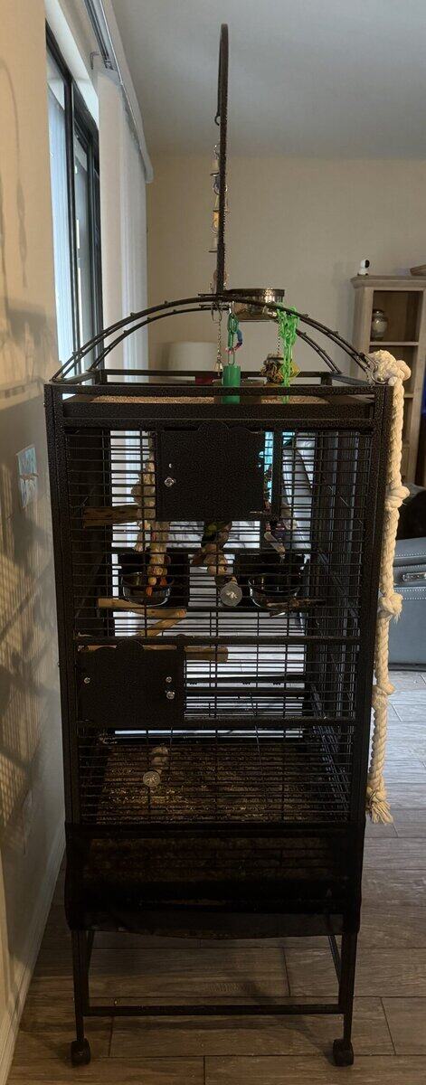 Senegal Parrot Needs a New Home - Includes Cage image 7