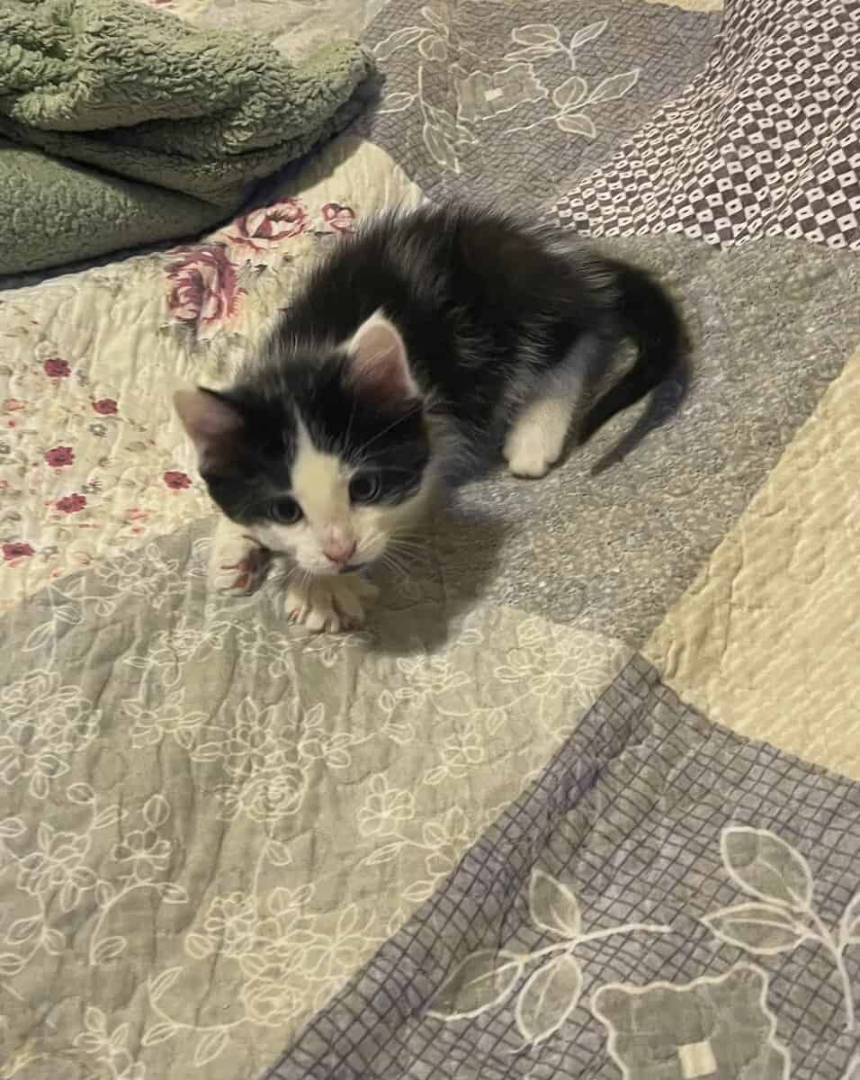 Free kittens to good home image 4