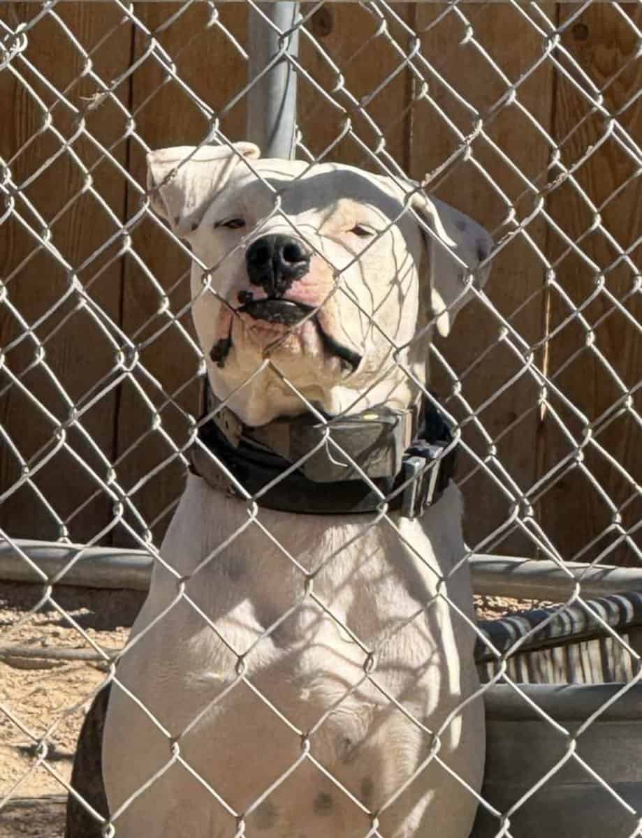 Pitbull mix image 2