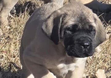 Akc English Mastiff Puppies