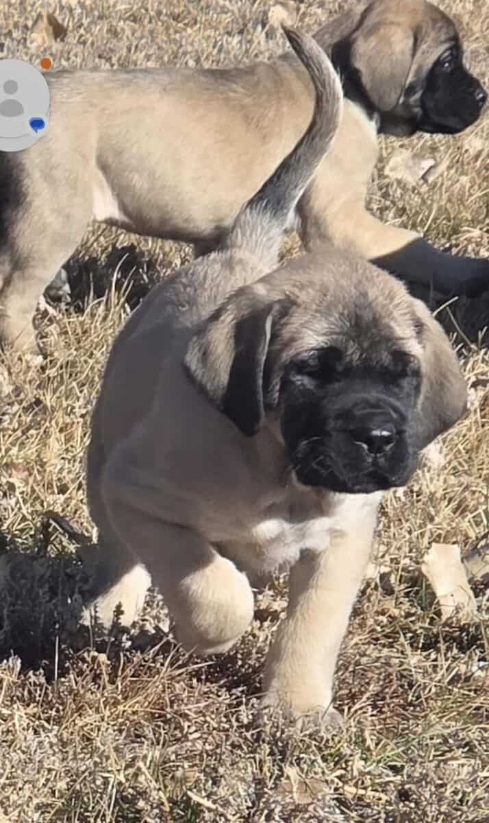 Akc English Mastiff Puppies image 1