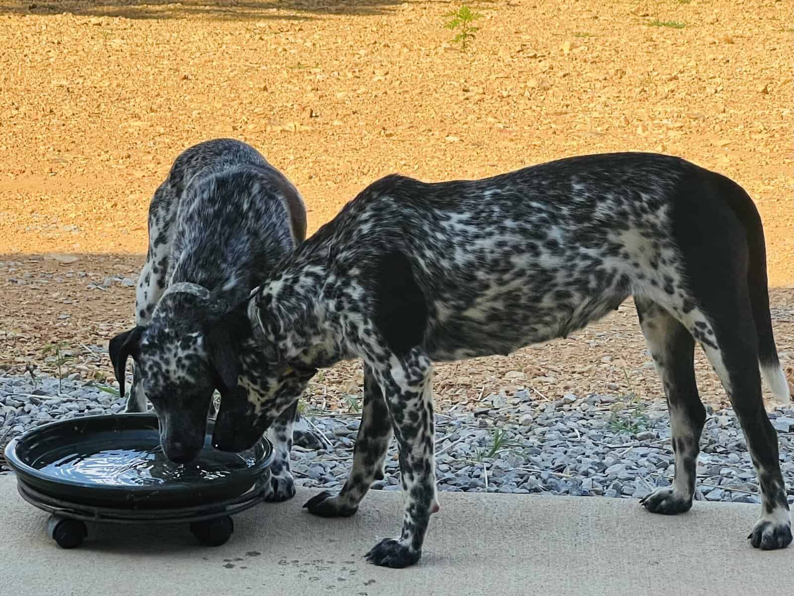 Riggs and Pepper image 4