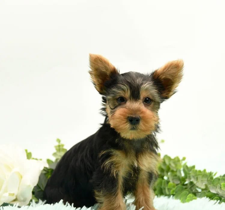 Yorkie terrier puppy image 1