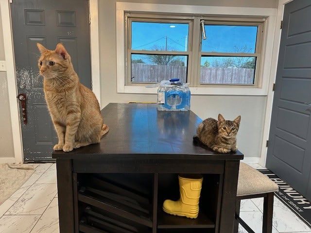The Dynamic Duo - Healthy, Handsome Stripey Boys image 1