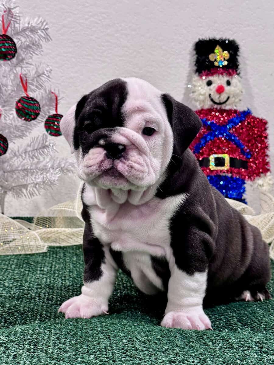 English Bulldog Puppies image 5