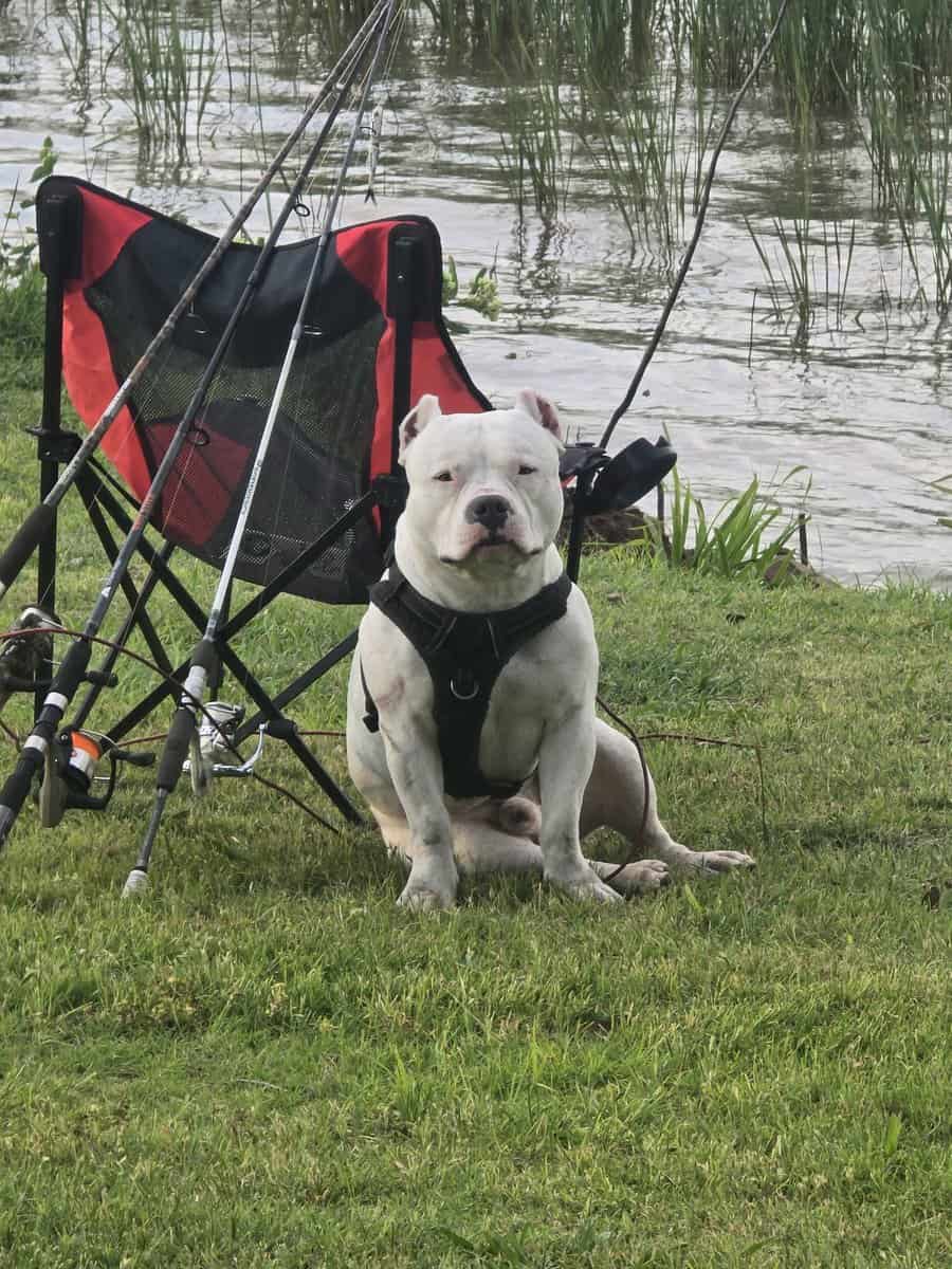 Bully’s image 12