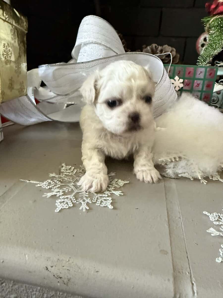 Shih Tzu pups image 5