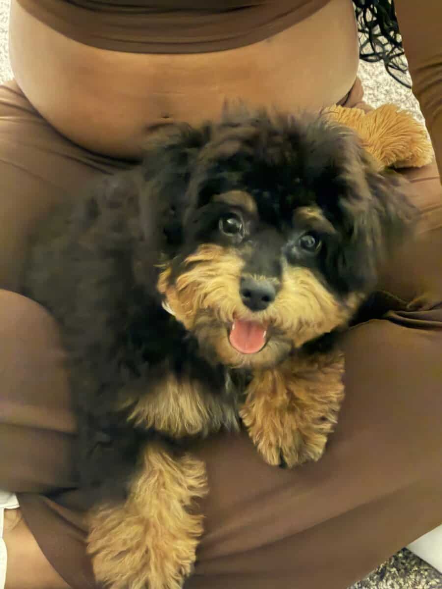 Rehoming for our Puppy image 4