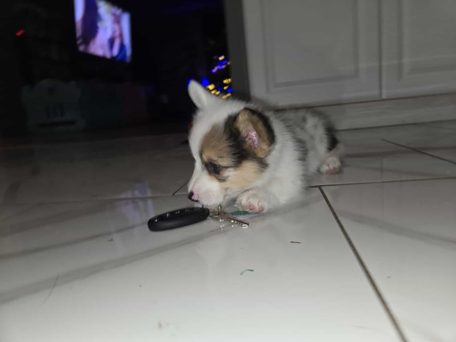 American corgi image 6