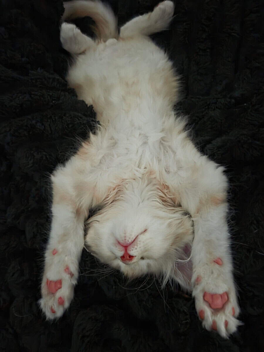 Garfield- Purebred Maine Coon kitten image 4