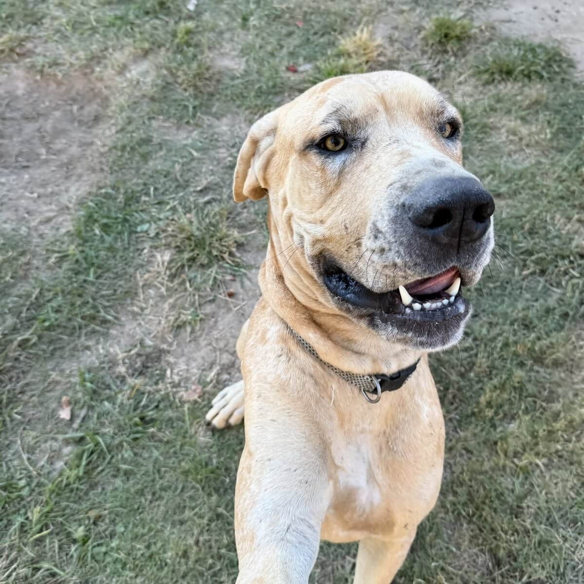 Male Great Dane image 3