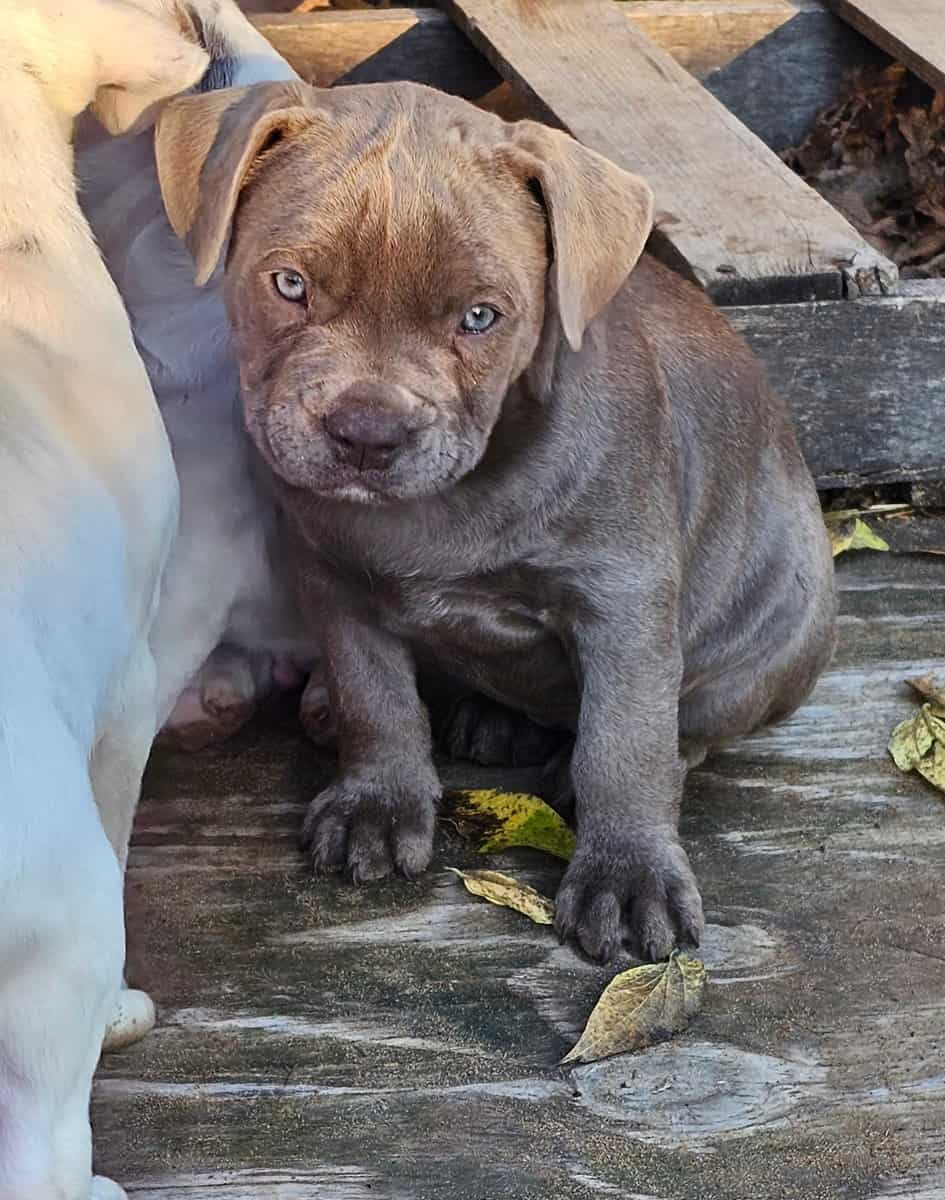 8 week old Pitbull puppies image 2
