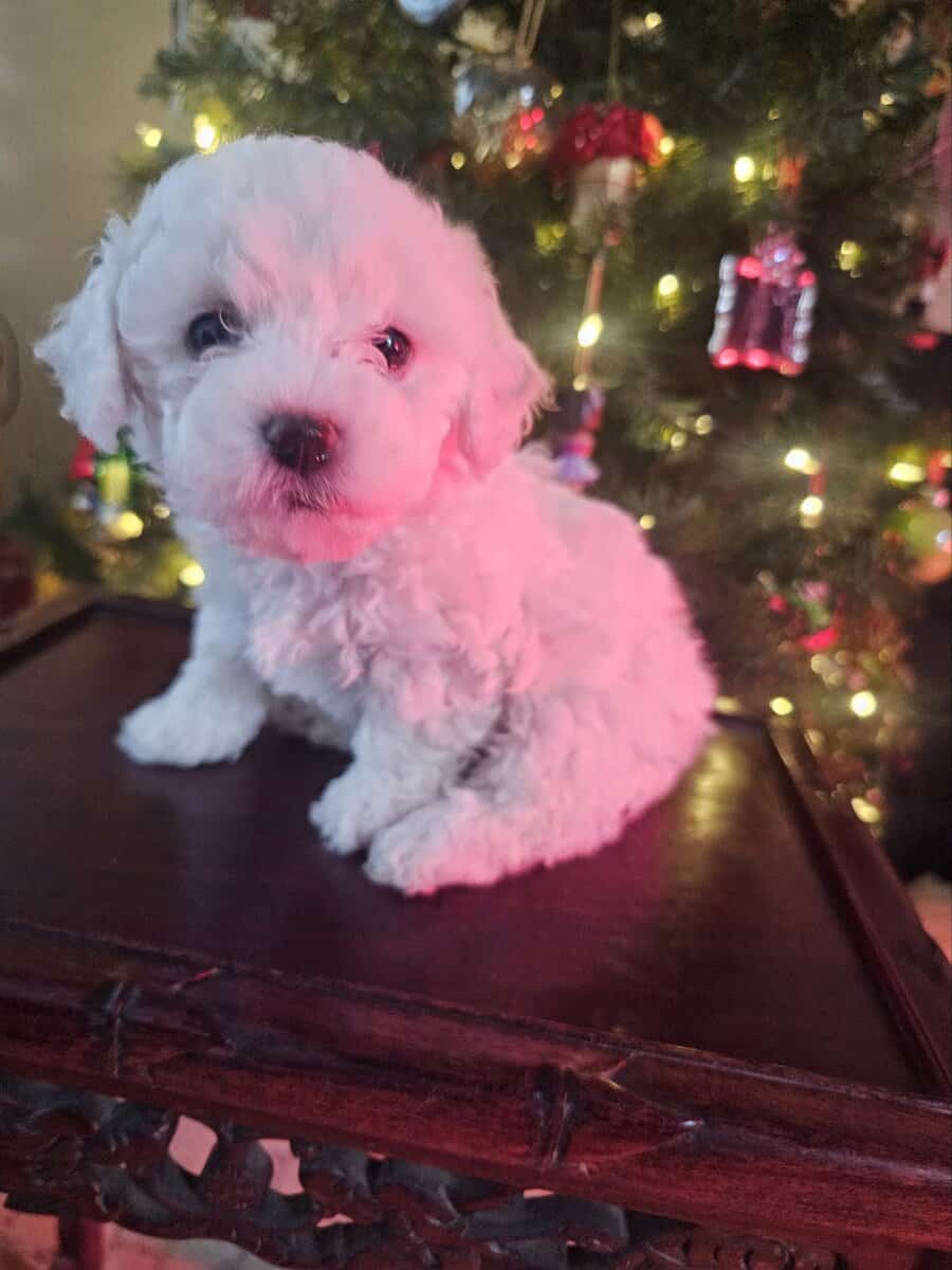 Bichon Maltipoo Puppies image 2