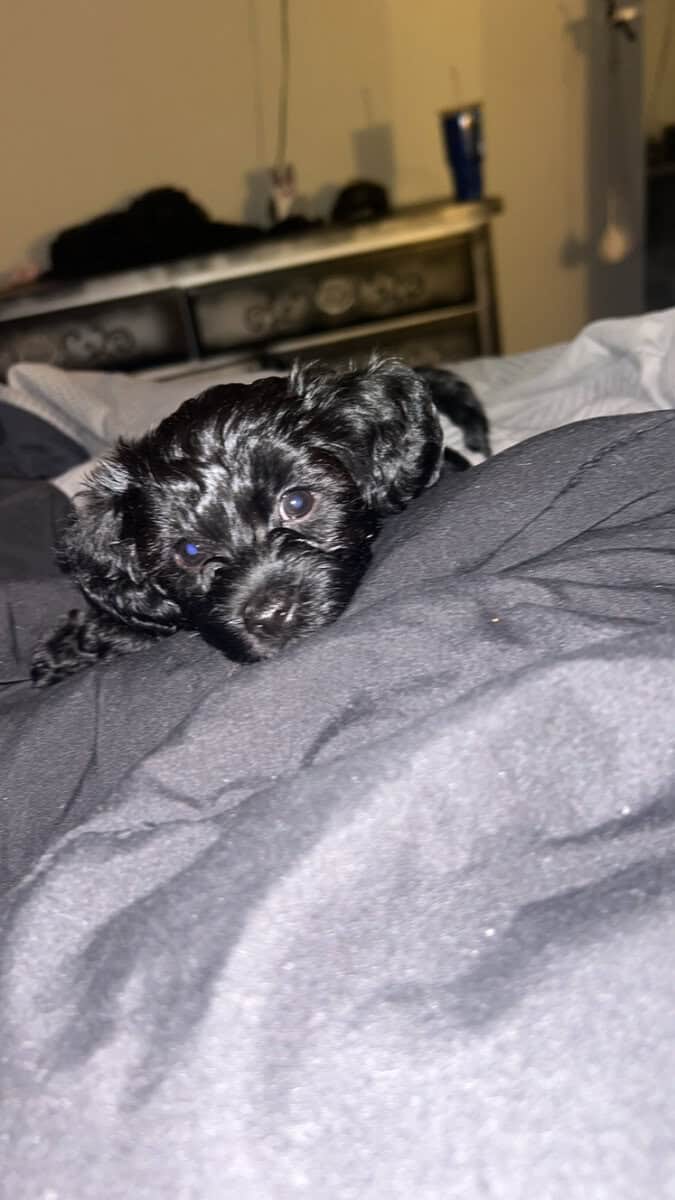 Tiny Doodle Puppies for Christmas in Iowa image 10
