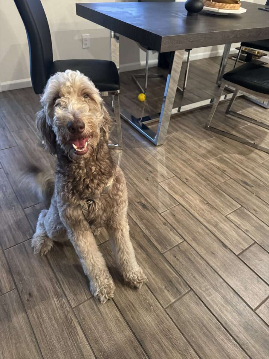 Stunning 3-Year-Old Goldendoodle | Calm & Loving image 3