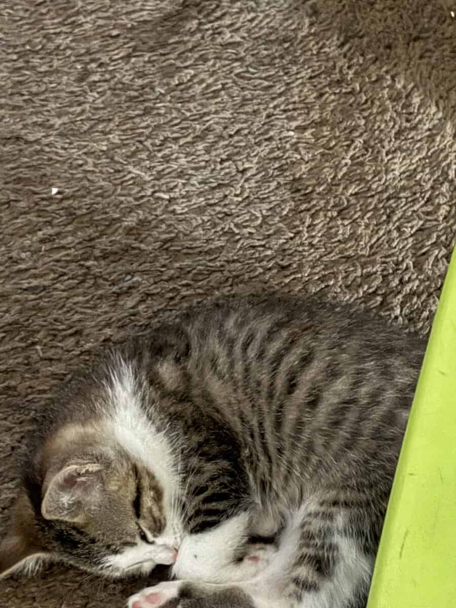 Free kittens image 1