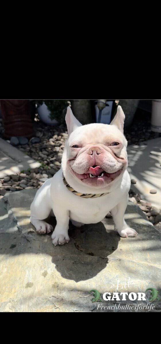 French Bulldog image 1