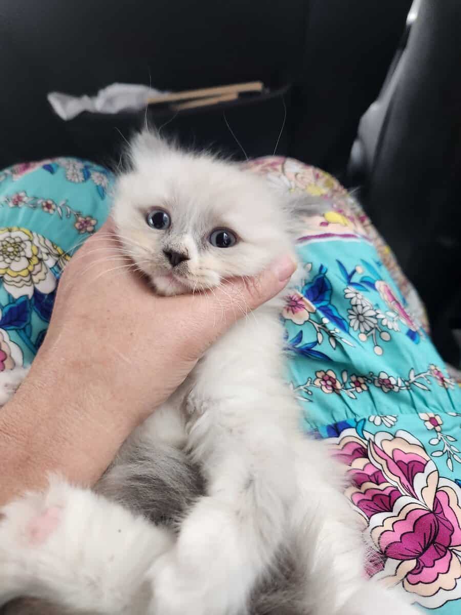Blue Mitted long hair Ragdoll kitten 12 weeks $800 image 4