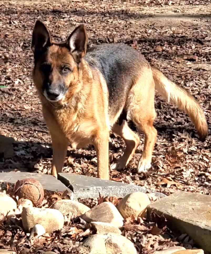 German shepherd puppies image 6
