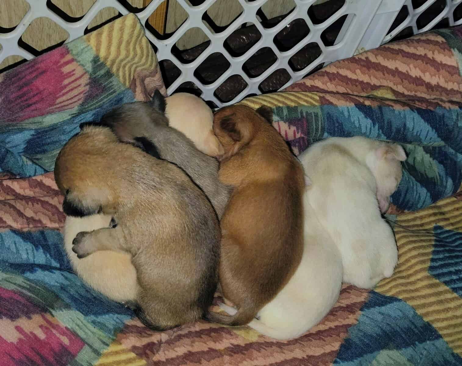 100% Pure Breed Chihuahua Puppies For Sale image 7