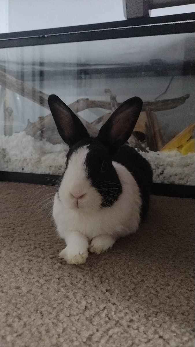 Male dutch bunny in need of a good home! image 2