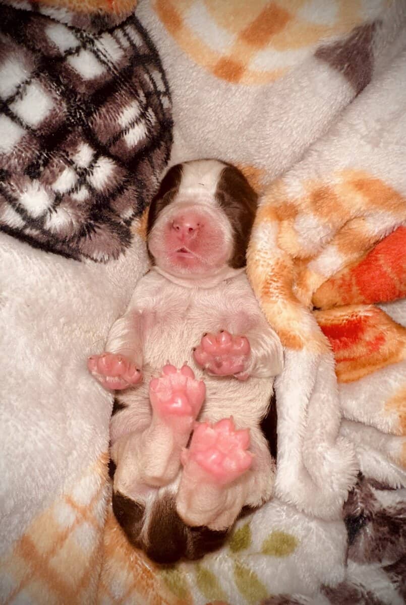English Springer Spaniels image 9