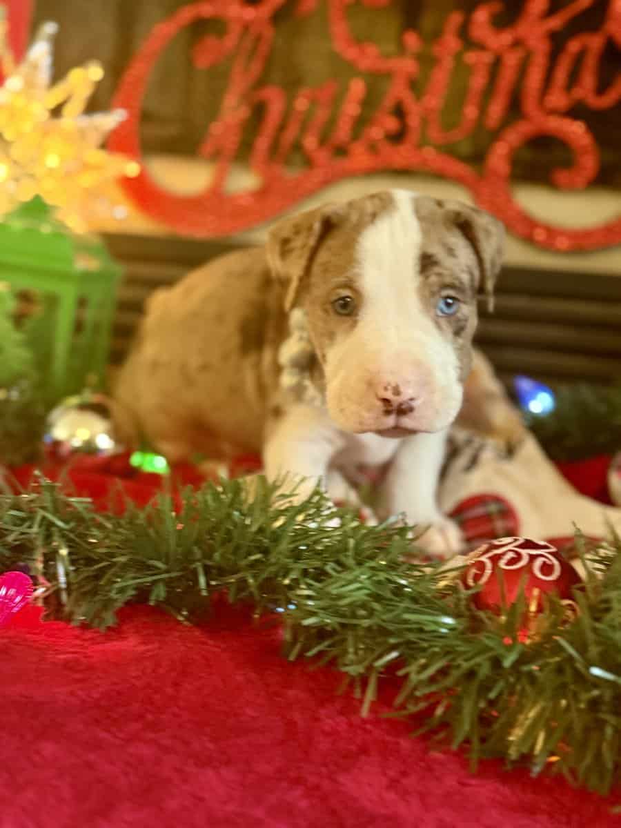 Chocolate Tri Merle Pitbulls image 2