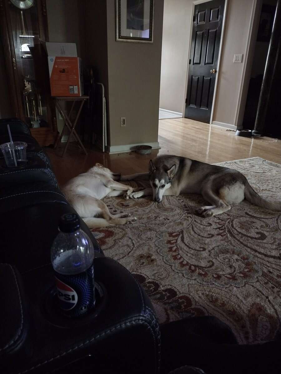 Free fixed Male German shepherd hepherd husky mix image 4