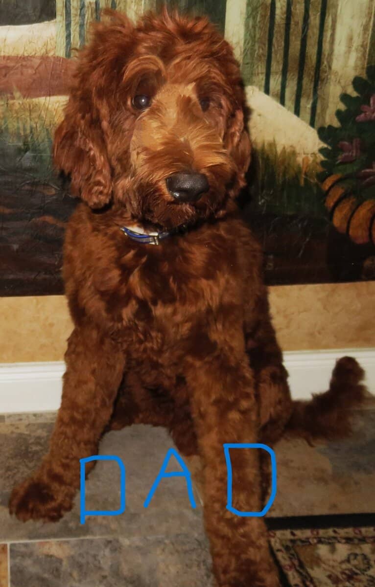 GORGEOUS GOLDENDOODLE PUPPIES! image 9