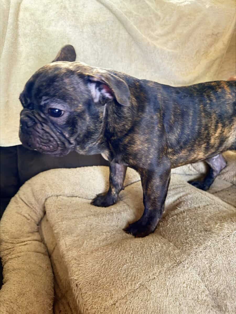French Bulldog for sale “Dewey” image 1