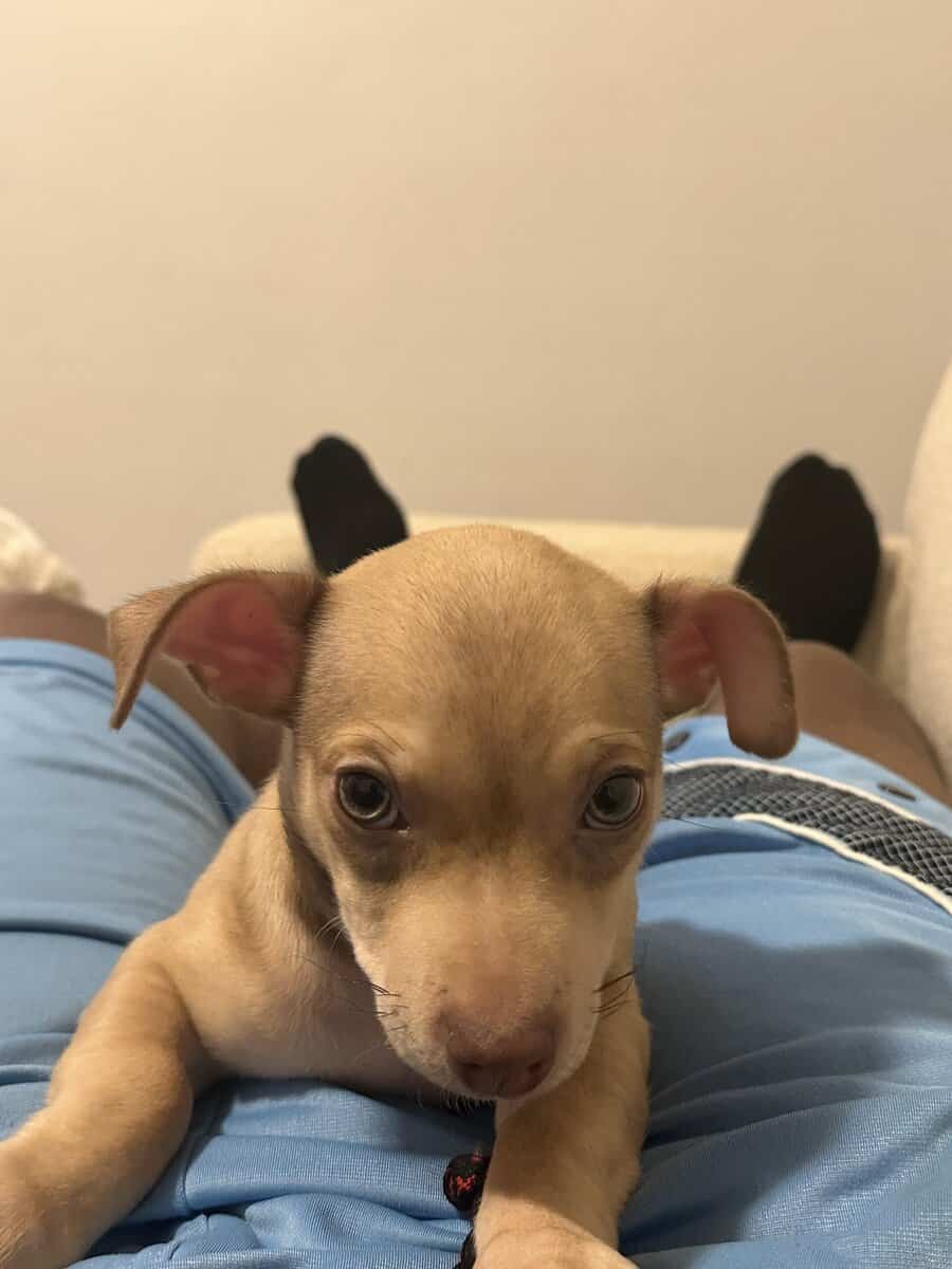 Meet Caramel image 6
