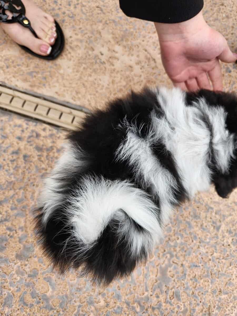 Shih-tzu puppies image 2