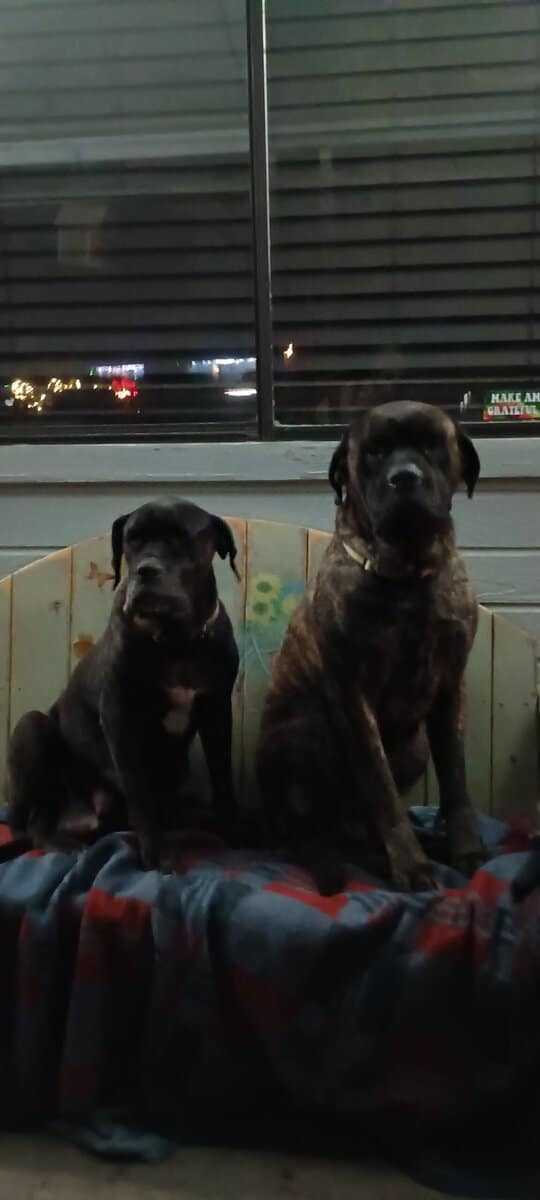 Mastiff puppies image 1