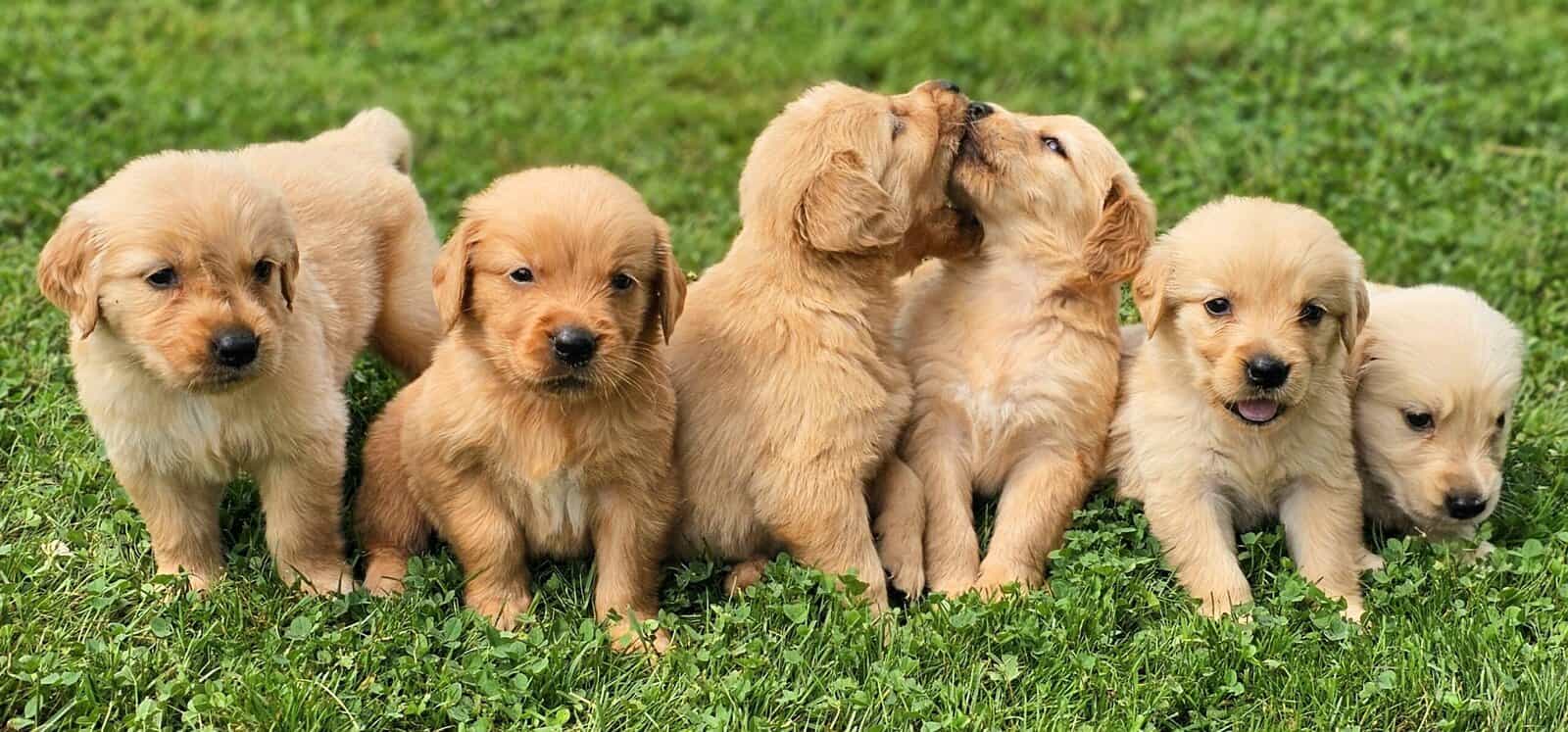 Puppy Girl image 3