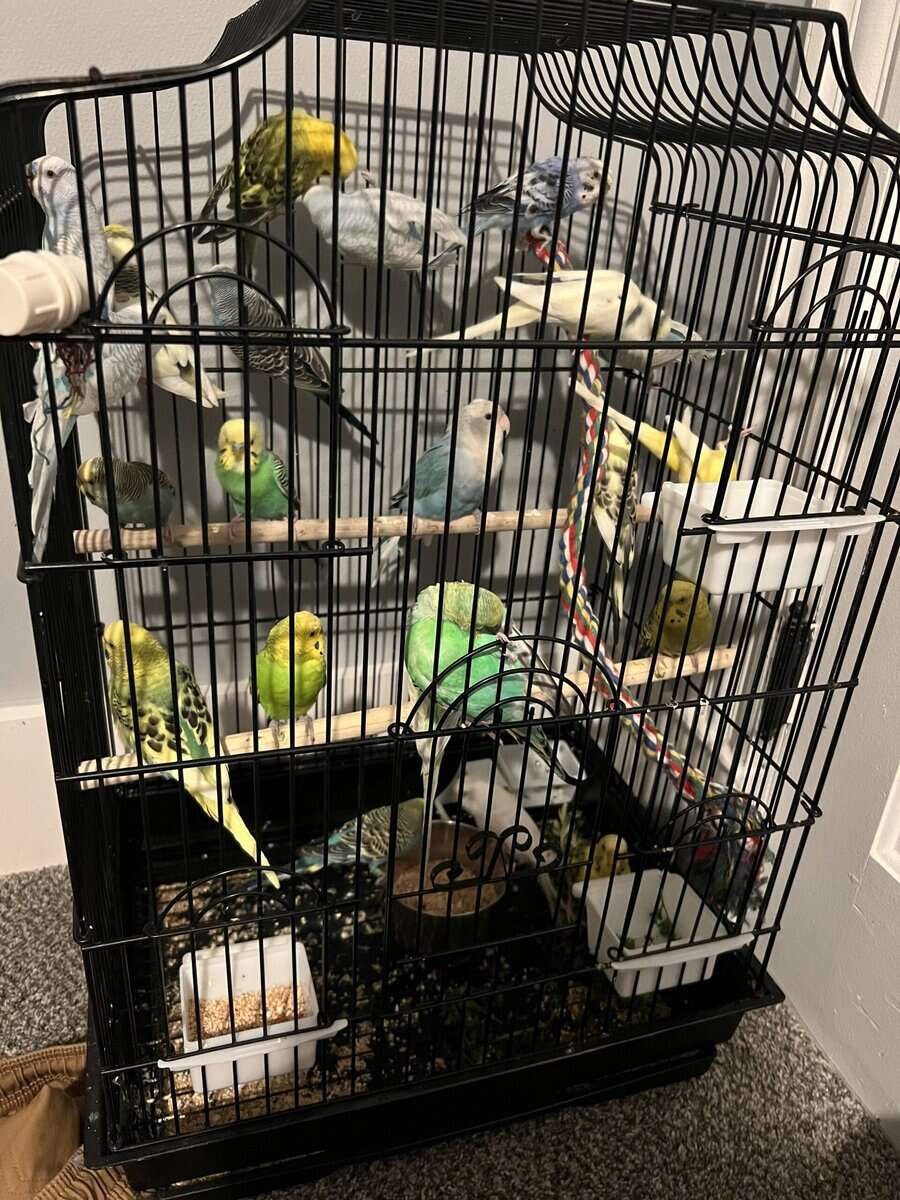 Flock of Beautiful Budgies and Accessories image 3
