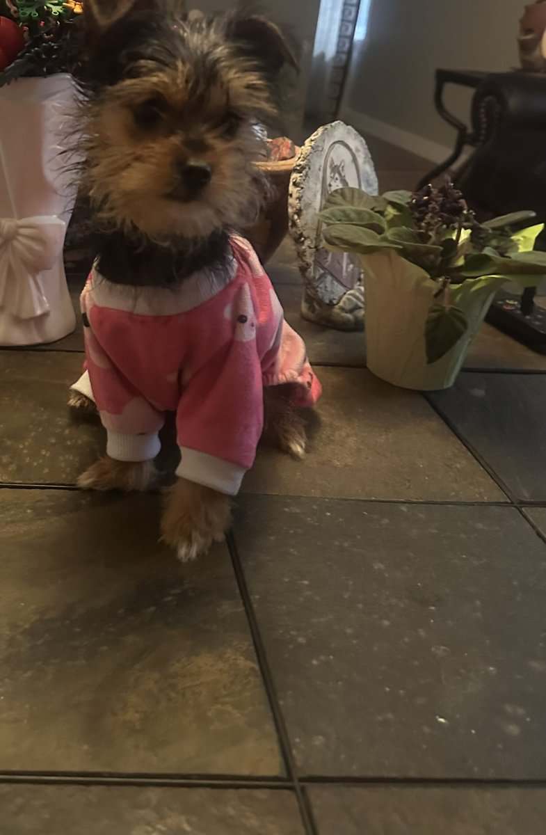 yorkie puppies image 3