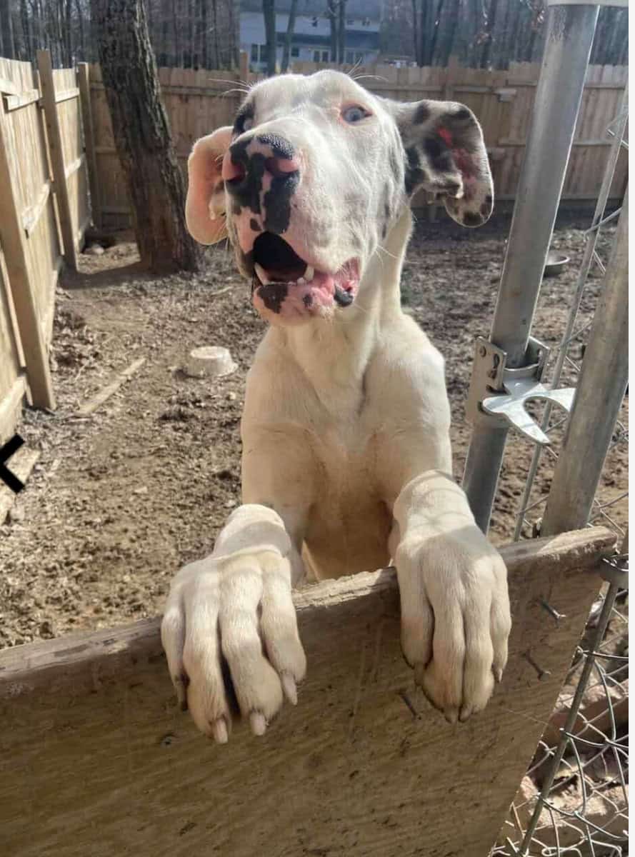 Dane needs home image 2