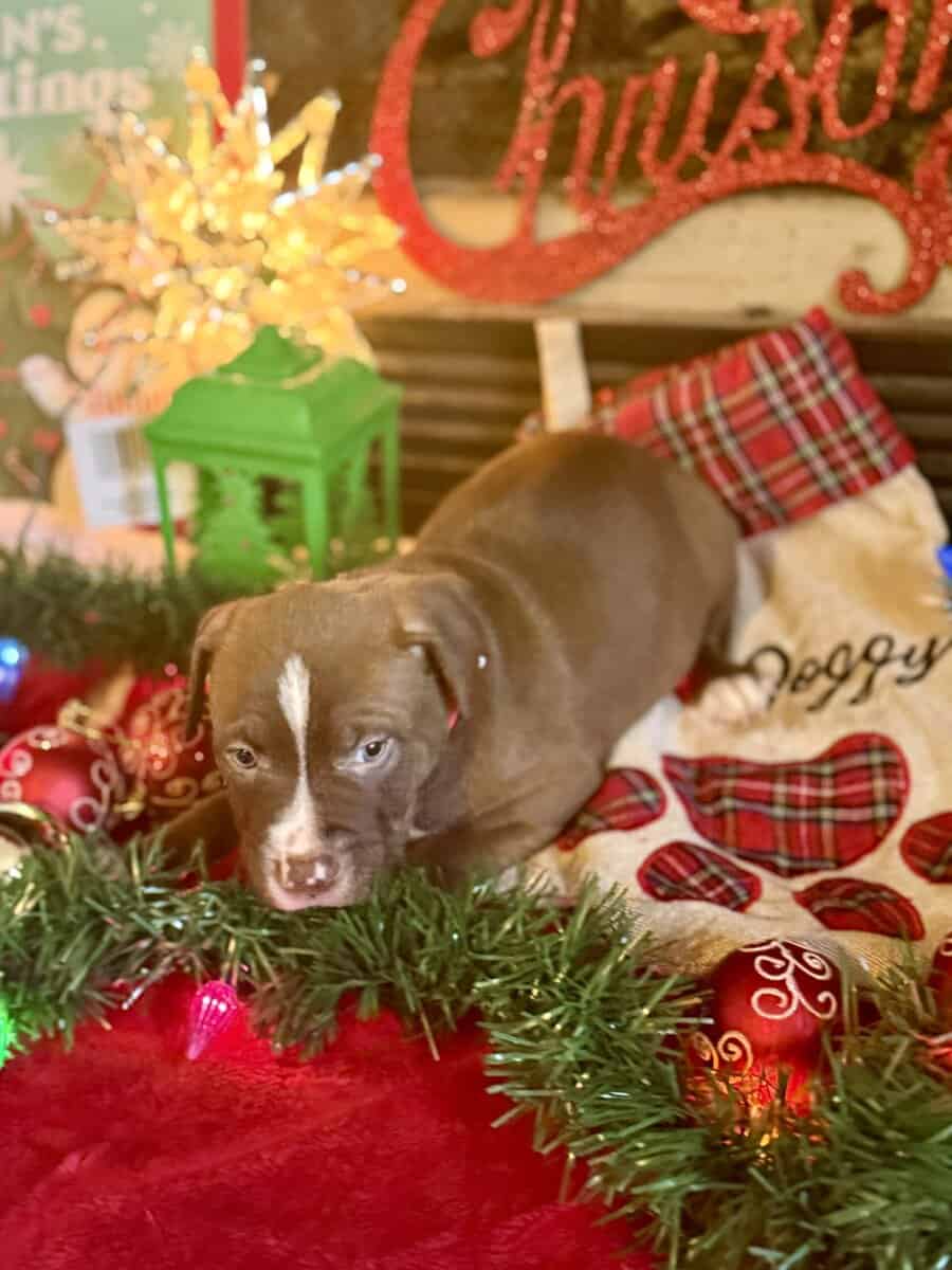 Chocolate Tri Merle Pitbulls image 3