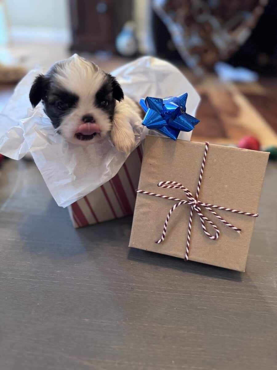 • “Adorable AKC Shih Tzu Puppies Ready for Their N image 2
