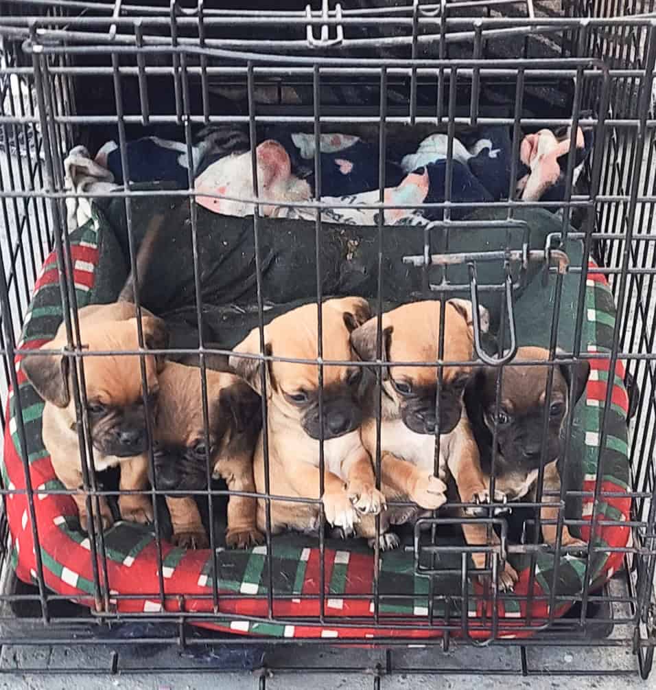 Puppies image 2