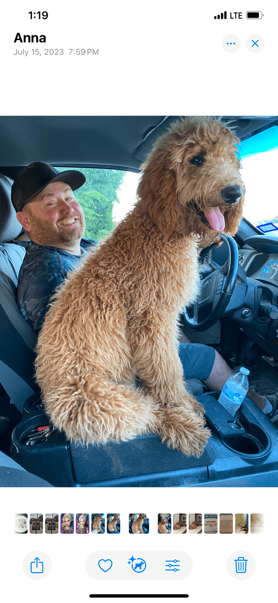Labradoodles image 5