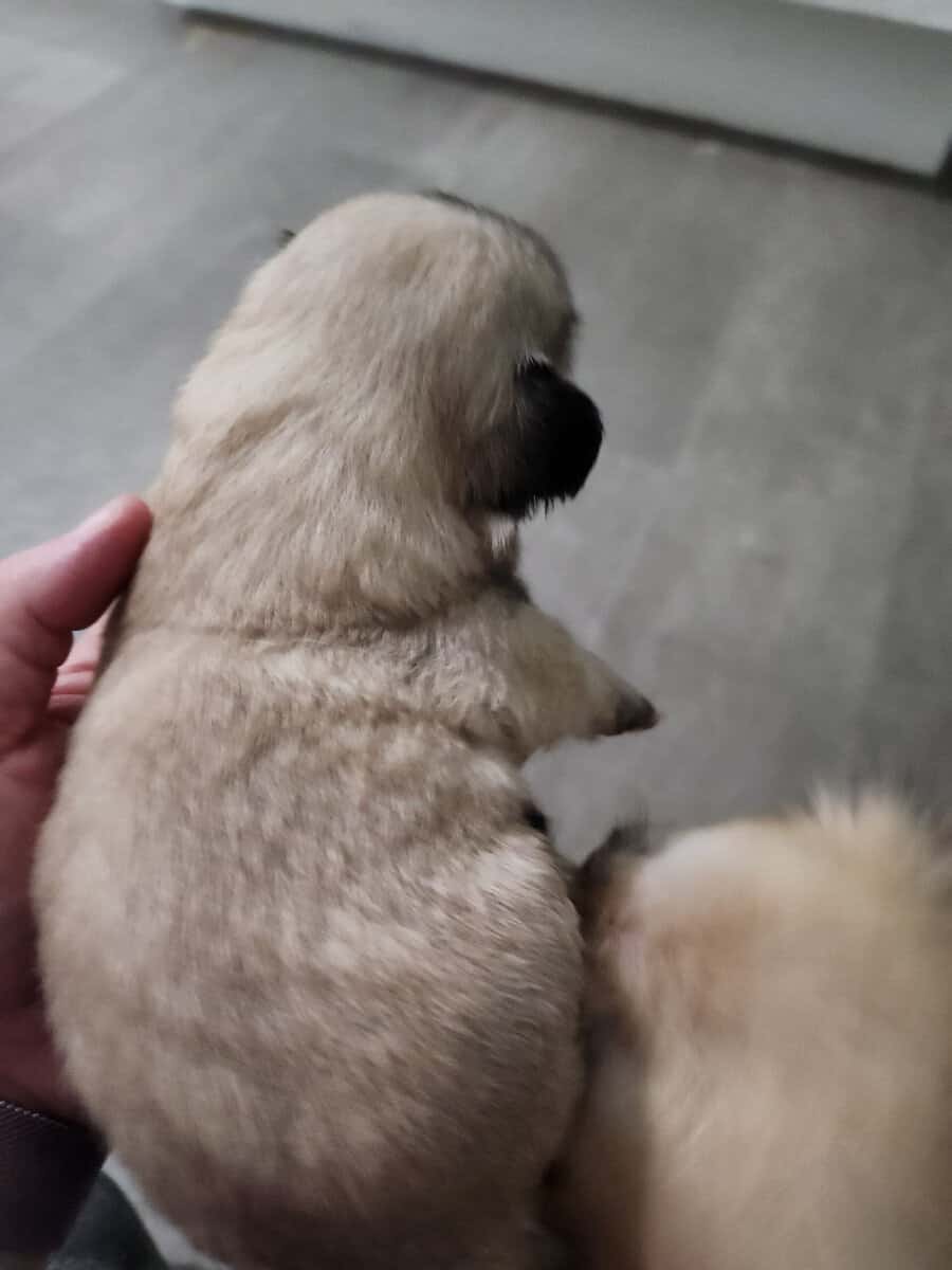 Suki puppy #4 (Whiskey) image 5