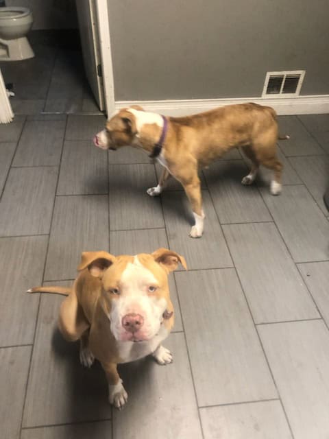 Female pitbull blue eyes image 3