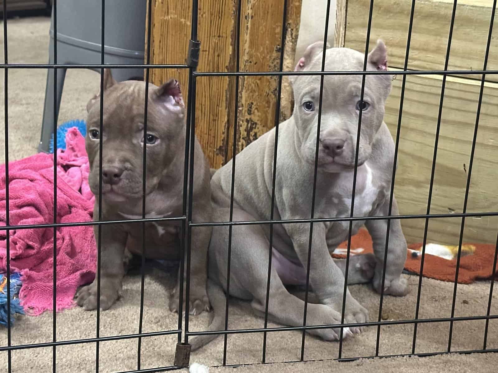 8 weeks American bullies image 6