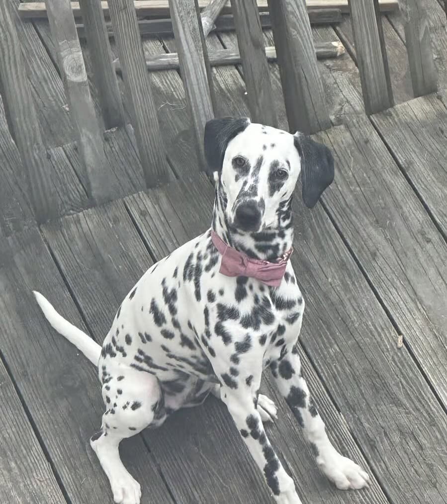 Looking to rehome 3 yr old dalmation image 1