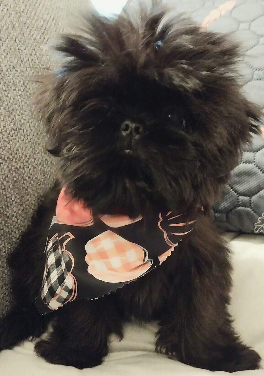 Teacup Shihtzu image 2