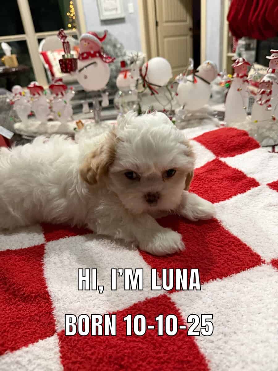ShihPoo pups for sale image 1
