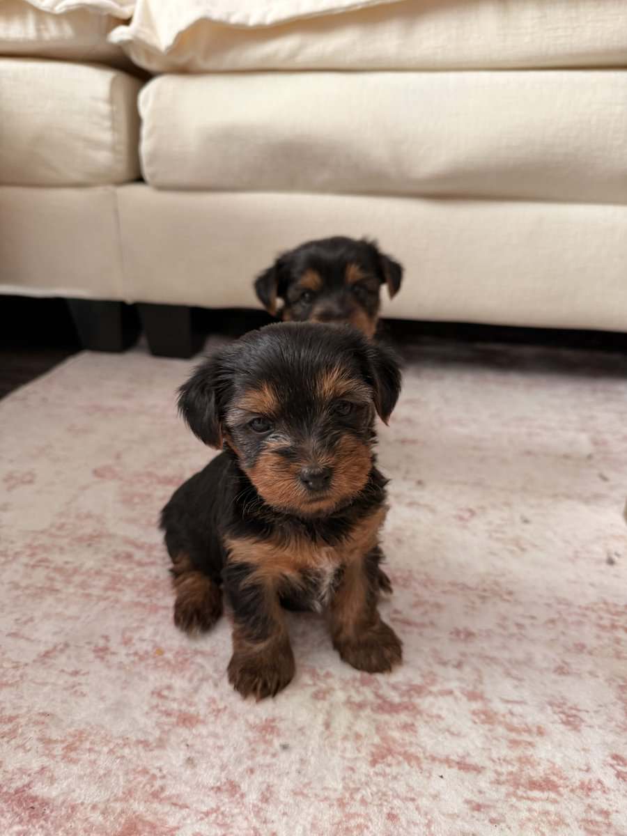 Adorable Yorkie Terrier Puppies Ready 4 Christmas image 2