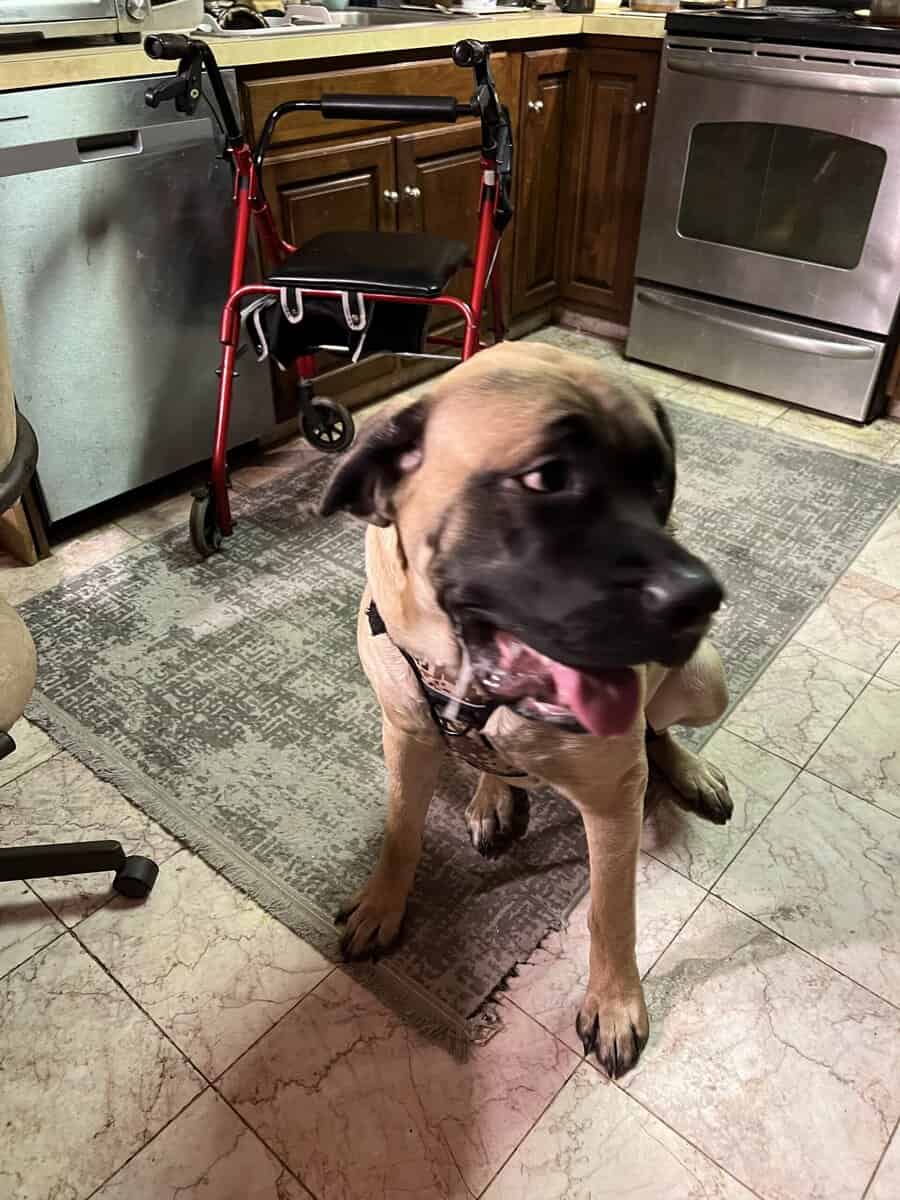 11 Month old English Mastiff image 3